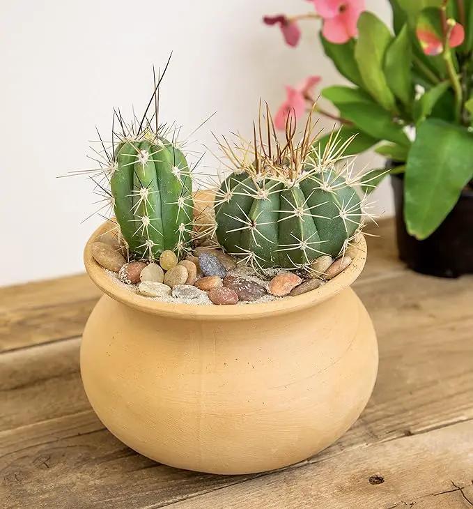 Altman Plants, Assorted Cactus Plants Live Cactus Decor (8PK), Cactus Plant Live Succulents Plants Live in Cactus Soil Potting Mix, Live Cacti Plants Live Succulent Plants Live Plants in Cactus Pot by GreenHaven Gardens