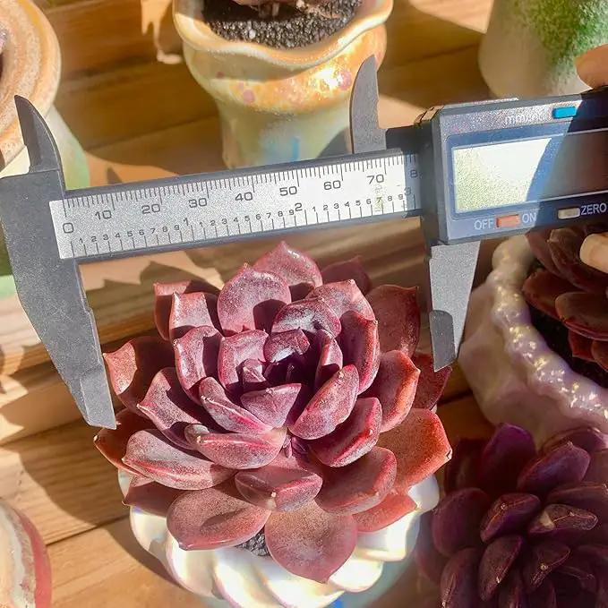 FWPP Live Succulents Plants Echeveria Black Mamba 3 inches,Rare Black Red Succulents Bare Root Without Pot Soil, Live Plants Indoor Office Decoration Wedding and Gift by GreenHaven Gardens