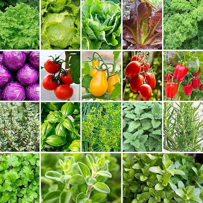 18 Varieties Herb & Vegetable Seeds for Hydroponic, 13000+ Seeds for Indoor Outdoor Garden Planting Home Veggie Herb, Heirloom Non-GMO Culinary Collection Gift Pack by GreenHaven Gardens