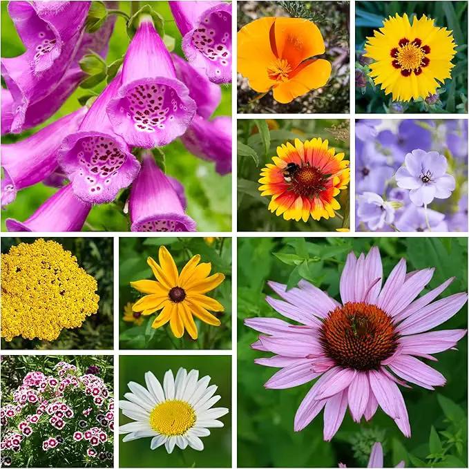 Wildflower Seeds Bulk - Meadow Wildflower Seed Mix, 5 Lbs Bulk, Annual & Perennial Wildflowers Seeds for Planting, Wild Flower & Grass Garden Mixture, Mountain Valley Seed Company by GreenHaven Gardens