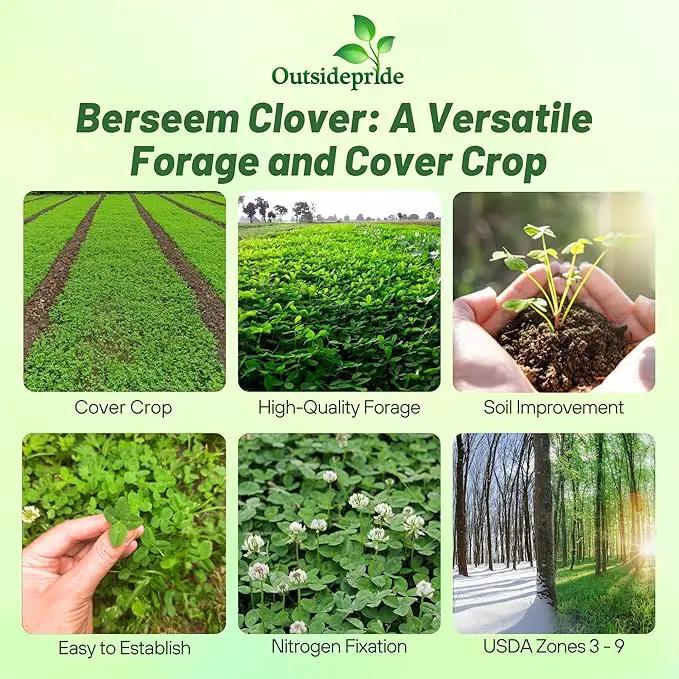 Outsidepride Annual Berseem Clover Seeds for Lawn - 10 lbs. High-Yield, Fast-Growing Clover Cover Crop Seeds for Food Plots, Cattle Forage & Nitrogen-Rich – Ideal for Pastures & Soil Improvement by GreenHaven Gardens