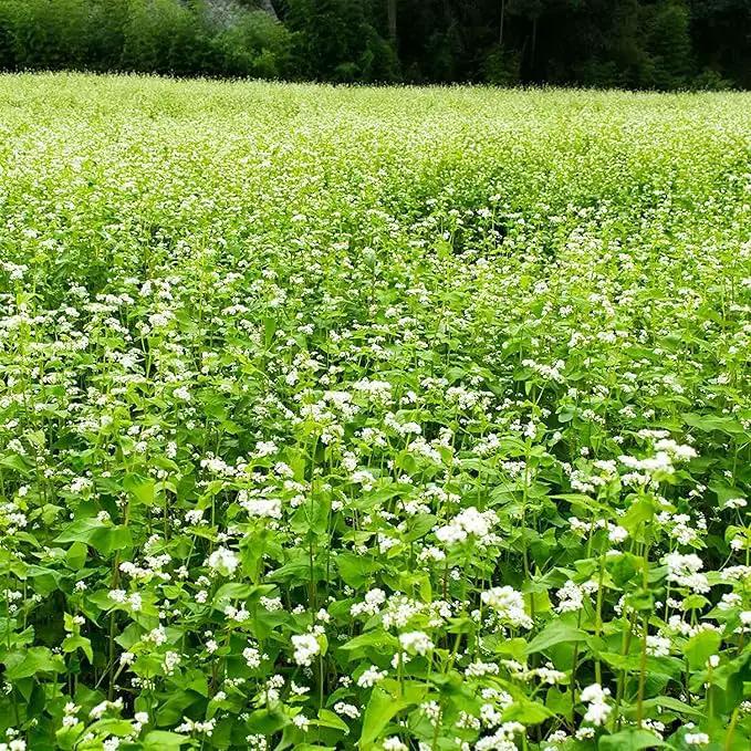Buckwheat Seeds - 25 Lb Bulk ~300,000 Seeds - Organic, Non-GMO, Whole (Shell On) - Grow Buck Wheat Microgreens, Lettuce by GreenHaven Gardens