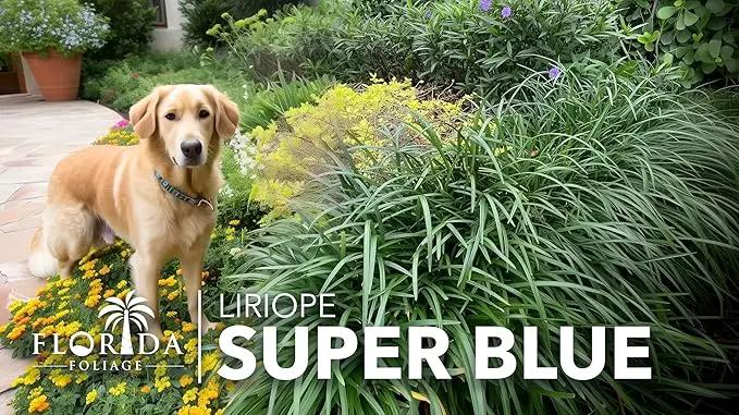 Liriope Super Blue | 1 Live 4 Inch Plant | Liriope muscari 'Super Blue' | Ornamental Ground Cover Plants | Shade-Tolerant Landscaping Perennial by GreenHaven Gardens