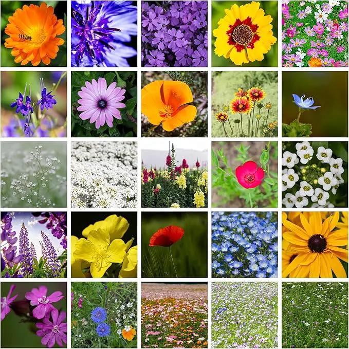 Wildflower Seeds Bulk - Meadow Wildflower Seed Mix, 5 Lbs Bulk, Annual & Perennial Wildflowers Seeds for Planting, Wild Flower & Grass Garden Mixture, Mountain Valley Seed Company by GreenHaven Gardens