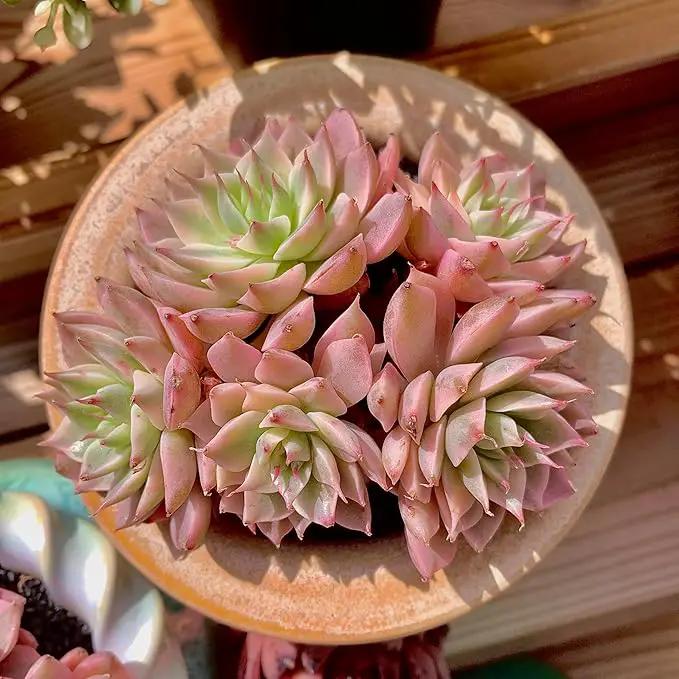 FWPP Succulents Live Echeveria Margaret,Pink Multi Headed Clustered Rare Plants,Bare Root Without Pot Soil,Indoor Live Succulent Plants are Suitable as Gifts and Decorations by GreenHaven Gardens