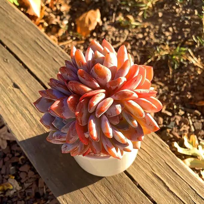 FWPP Succulent Plants Live Echeveria Orange Monroe,3-4 Head 3.5 inches Pink Mini Plants,Bare Root Without Pot Soil Live Plants,Wedding Garden Indoor House Baby Shower Decor Friend Plant Lover Gift by GreenHaven Gardens