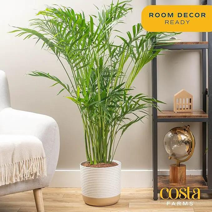 Costa Farms Cat Palm, Live Indoor Houseplant in Garden Plant Pot, Floor House Plant Potted in Potting Soil, Housewarming Gift for New Home, Living Room, Office, Patio Palm Tree Decor, 3-4 Feet Tall by GreenHaven Gardens