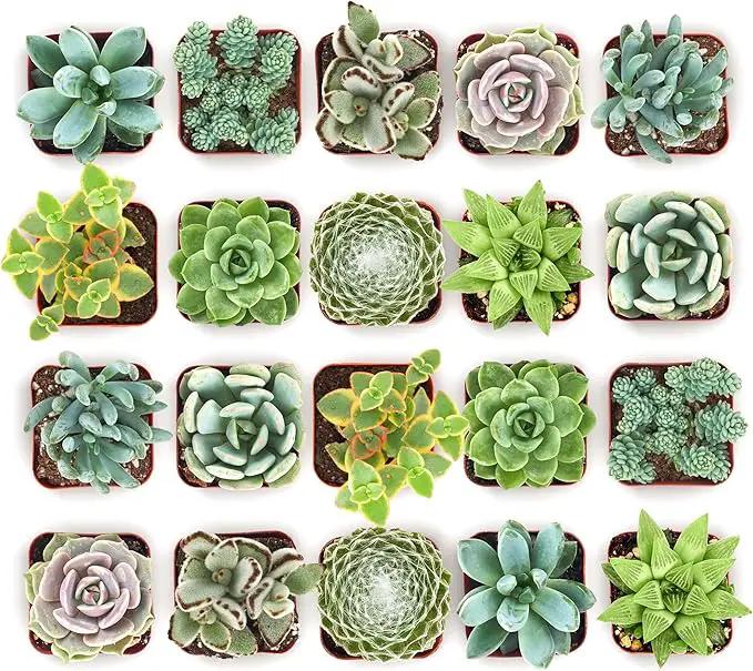 Shop Succulents Mixed Succulent Plant Pack 2" Grow Pot Pack of 256 by GreenHaven Gardens