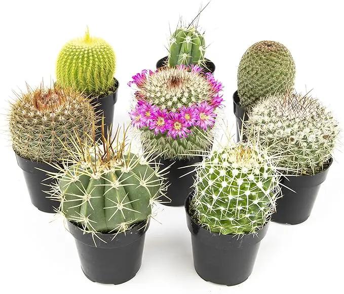 Altman Plants, Assorted Cactus Plants Live Cactus Decor (8PK), Cactus Plant Live Succulents Plants Live in Cactus Soil Potting Mix, Live Cacti Plants Live Succulent Plants Live Plants in Cactus Pot by GreenHaven Gardens