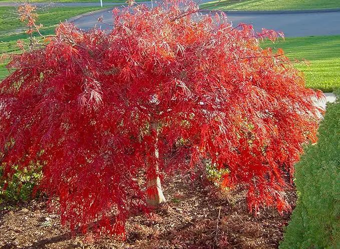 Crimson Queen Weeping LACE Leaf Japanese Maple - Acer palmatum dissectum 'Crimson Queen' 2 - Year Plant by GreenHaven Gardens