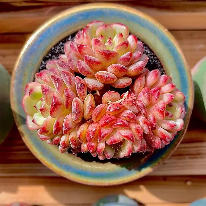 FWPP Suculentas Plant Live Echeveria Hani,Real Succulents Plants Live Red 3 inches Mini Succulents,Bare Root Without Pot Soil,Rare Succulent Plants Live Office Decoration Wedding and Gift by GreenHaven Gardens