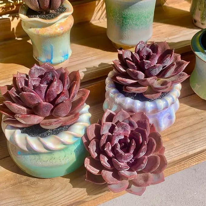 FWPP Live Succulents Plants Echeveria Black Mamba 3 inches,Rare Black Red Succulents Bare Root Without Pot Soil, Live Plants Indoor Office Decoration Wedding and Gift by GreenHaven Gardens