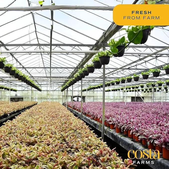Costa Farms Money Tree, Small Easy to Grow Live Indoor Plant, Live Houseplant in Indoor Plant Pot, Bonsai Potted in Potting Soil, Birthday, Housewarming, Tabletop and Office Home Decor, 10-Inches Tall by GreenHaven Gardens