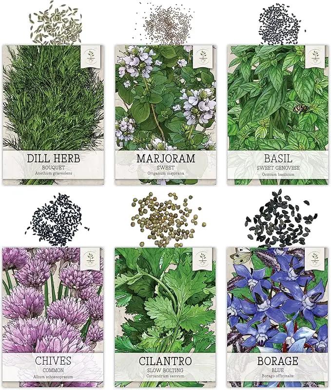 Seed Needs Herb Seeds Variety Pack Culinary Herb Collection (12 Individual Packets for Planting Indoors or Outdoors) Grow Your Own Herb Garden - Heirloom, Non-GMO by GreenHaven Gardens