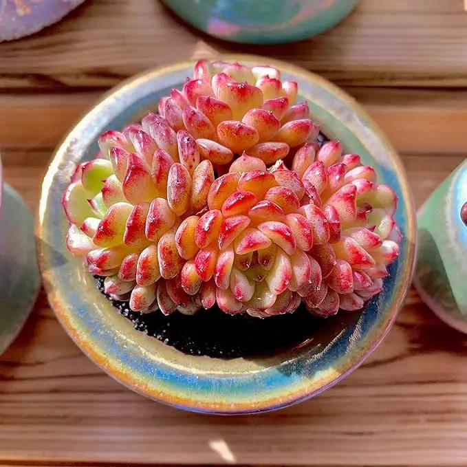 FWPP Suculentas Plant Live Echeveria Hani,Real Succulents Plants Live Red 3 inches Mini Succulents,Bare Root Without Pot Soil,Rare Succulent Plants Live Office Decoration Wedding and Gift by GreenHaven Gardens