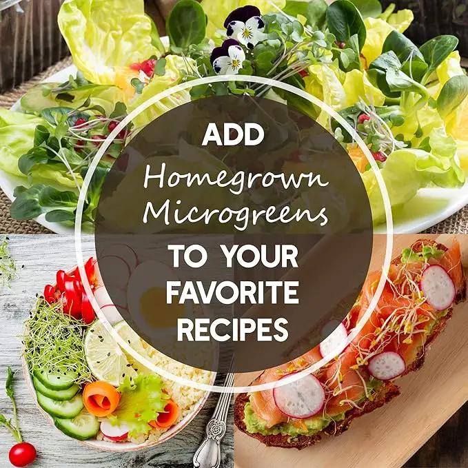 Radish Sprouting Seed - Red Arrow Variety - 5 Lb Bulk Seed - Heirloom Radish Sprouts - Non-GMO Sprouting and Micro Radishes by GreenHaven Gardens
