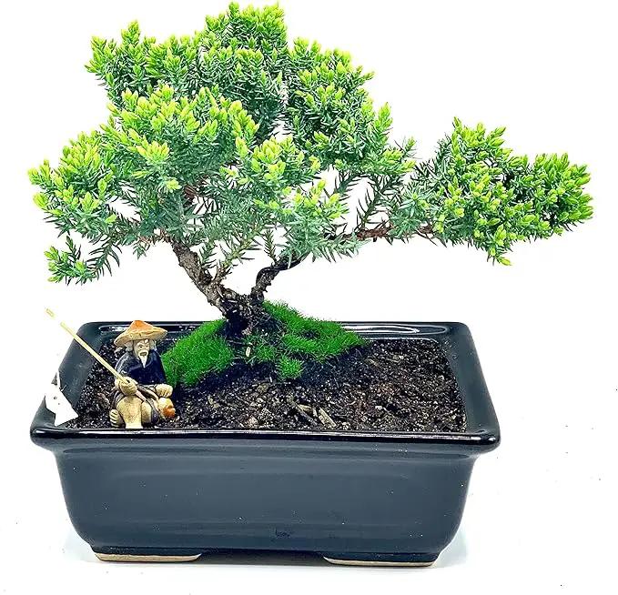 Live Dwarf Juniper Bonsai Tree About 6 Years Old with Cute Ceramic Fisherman | Juniper Bonsai Tree | Indoor/Outdoor | 100% Handcrafted| Home and Office Décor | Best Gift for Holiday by GreenHaven Gardens