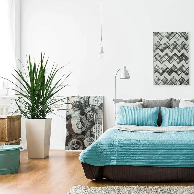 Costa Farms Dracaena Marginata Magenta Madagascar Dragon Tree Live Indoor Plant, 3 to 4-Feet Tall, Potted in Grower's Pot by GreenHaven Gardens
