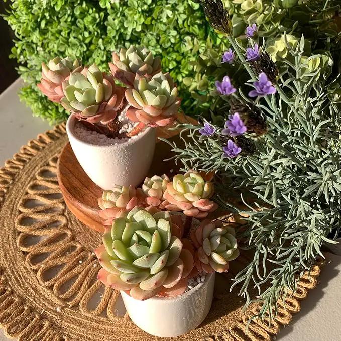 FWPP Live Succulents Plants Echeveria Love Song 3.5 inches,Rare Succulents Bare Root Without Pot Soil, Live Plants Indoor Office Decoration Wedding and Gift by GreenHaven Gardens