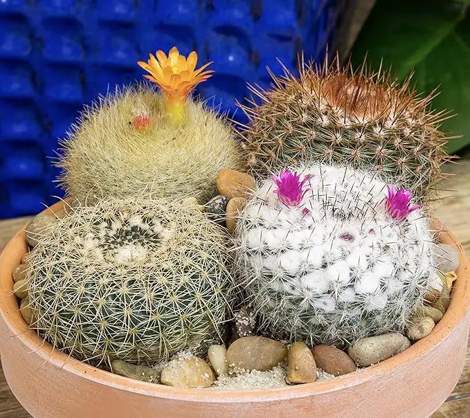 Altman Plants, Assorted Cactus Plants Live Cactus Decor (8PK), Cactus Plant Live Succulents Plants Live in Cactus Soil Potting Mix, Live Cacti Plants Live Succulent Plants Live Plants in Cactus Pot by GreenHaven Gardens