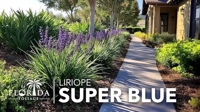 Liriope Super Blue | 3 Live Plants | Liriope muscari 'Super Blue' | Ornamental Ground Cover Plants | Shade-Tolerant Landscaping Perennial by GreenHaven Gardens