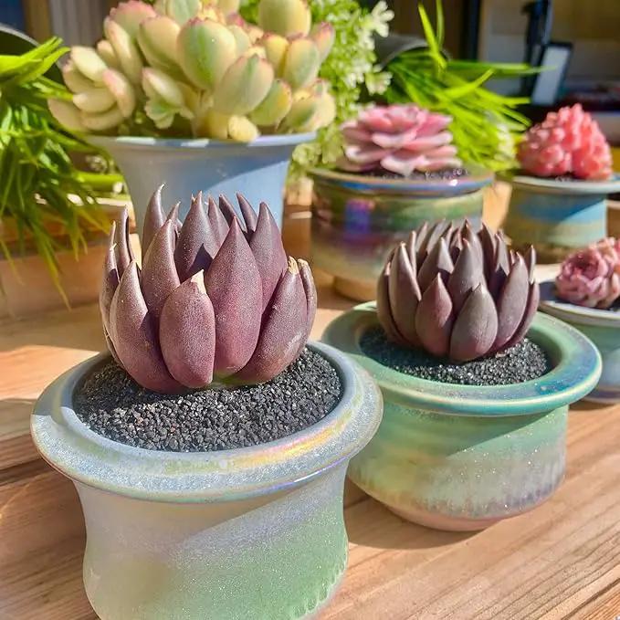 FWPP Live Succulents Plants Echeveria Affinis 2 inches,Rare Black Succulents Bare Root Without Pot Soil, Live Plants Indoor Office Decoration Wedding and Gift by GreenHaven Gardens