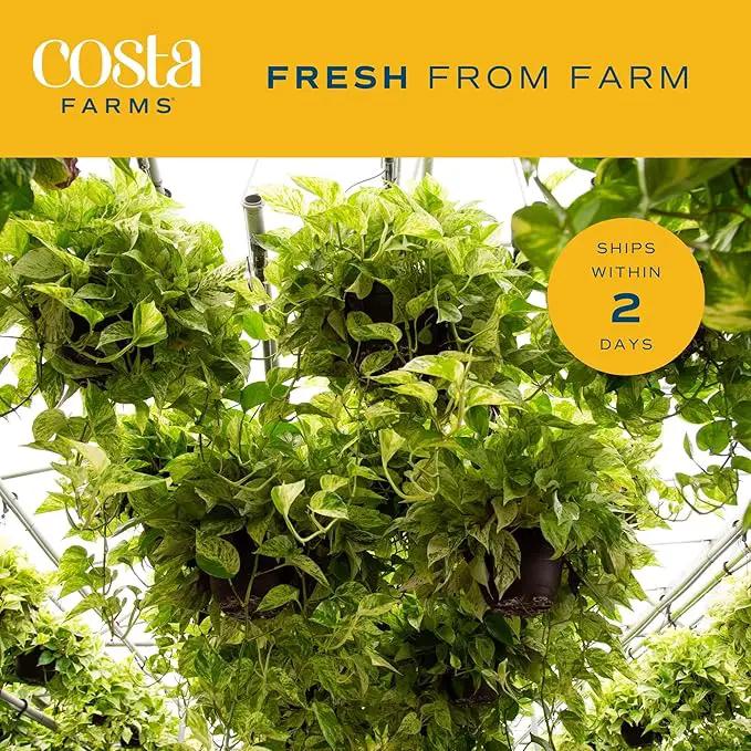 Costa Farms Golden Pothos Live Plant, Easy Care Indoor House Plant in Modern Decor Planter Pot, Potting Soil, Natural Air Purifier Houseplant, Housewarming Gift, Home Decor, Room Decor, 10-Inches Tall by GreenHaven Gardens