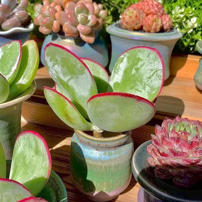 FWPP Live Succulents Plants Echeveria 'White Eyebrow' 3.5 inches,Rare Green Succulents Bare Root Without Pot Soil, Live Plants Indoor Office Decoration Wedding and Gift by GreenHaven Gardens