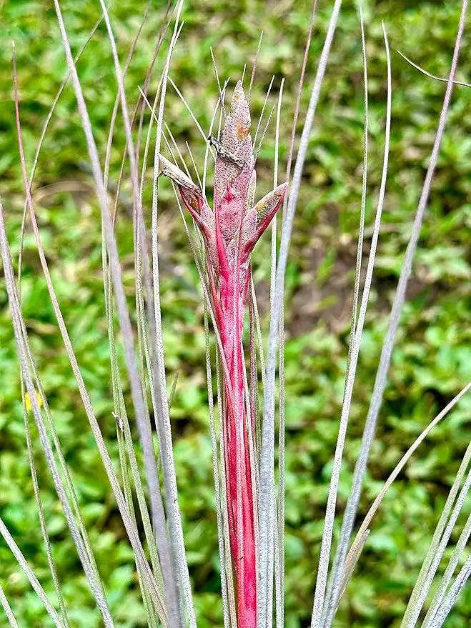 Air Plants - Tillandsia Juncea, Jumbo 8-12" - 1ct - Live Arrival Guaranteed - House Plants for Home Decor & Gift by GreenHaven Gardens