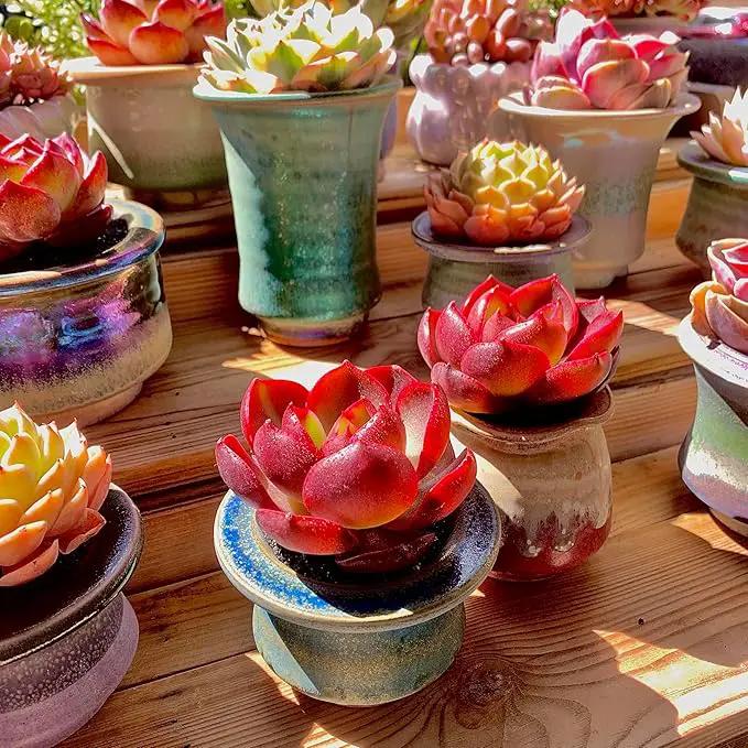 FWPP Live Succulents Plants Echeveria Red Lantern 2.5 inches,Rare red Succulents Bare Root Without Pot Soil, Live Plants Indoor Office Decoration Wedding and Gift by GreenHaven Gardens