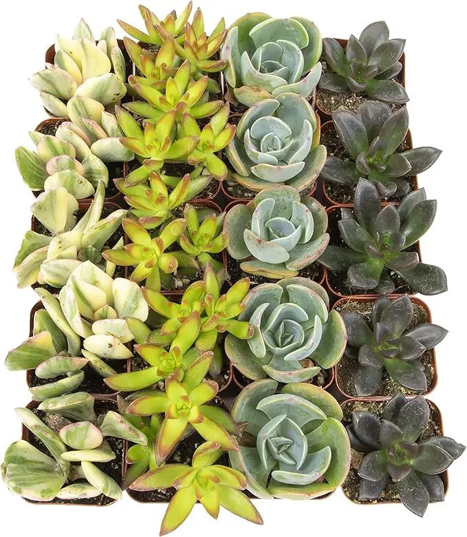 Succulents Plants Live (20PK) Potted Succulent Plants Live House Plants, Cactus Plants Live Plants Indoor Plants Live Houseplants, Indoor Plant Succulents Live Plant House Plant by Plants for Pets by GreenHaven Gardens