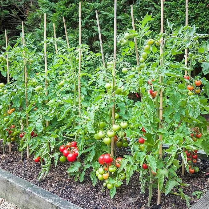 Bamboo Stakes,4.8FT Natural Bamboo Garden Stakes,BOVITRO 20Pcs Bamboo Plant Stakes,Bamboo Sticks for Tomato,Beans,Vegetable and Climbing Plants by GreenHaven Gardens