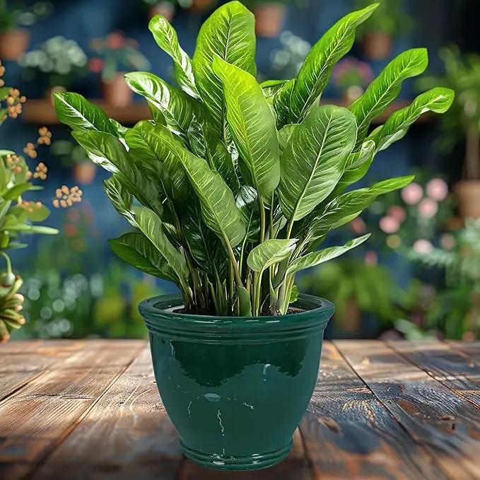 Sunnydaze Studio Large Ceramic Plant Pot - Round Outdoor Glazed Ceramic Planter Pot with Drainage - Dark Green - 15 in by GreenHaven Gardens
