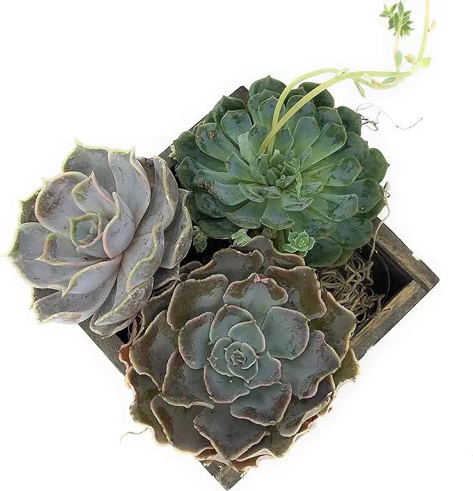 Wood Planter Box with Diamond Cross Hatch Style, 5 Inch Square, Rustic Barn Wood, Plastic Liner, Wedding Flowers Holder, Home and Venue Decor (5x5 Diamond Cross Hatch Set of 4, Natural) by GreenHaven Gardens