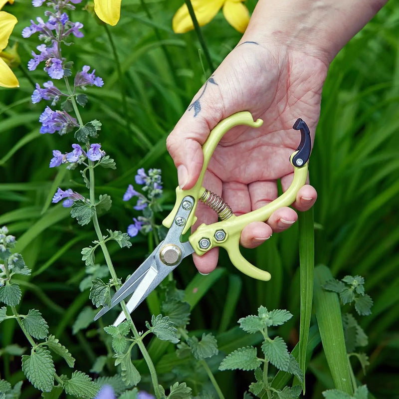 Modern Sprout Pruning Shears - Herb Snipping Scissors- Lightweight Gardening Tools W/Easy Lock - Flower Cutter Garden Shears - Carbon Steel Blade + Reusable Holster (Chartreuse, 1-Pack) by GreenHaven Gardens