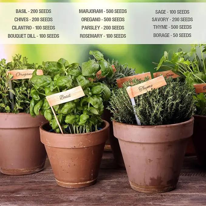 Seed Needs Herb Seeds Variety Pack Culinary Herb Collection (12 Individual Packets for Planting Indoors or Outdoors) Grow Your Own Herb Garden - Heirloom, Non-GMO by GreenHaven Gardens
