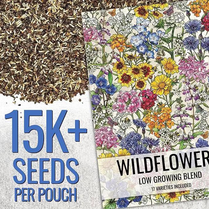 Seed Needs Low Growing Wildflower Flower Seeds for Planting | 2 Packs (1 Ounce Each) Mixture/Blend 17 Varieties | Resealable Package Multicolored Blooms Open Pollinated Mixed Species | Bulk by GreenHaven Gardens