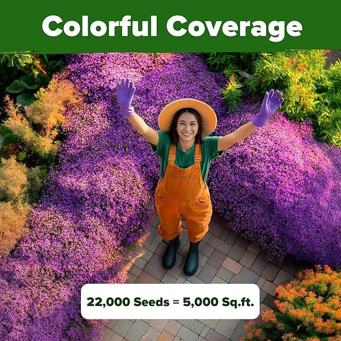 Home Grown Purple Creeping Thyme Seeds – Non-GMO Ground Cover Flowers – 22000+ Edible Herb Seeds for Planting Lawns & Paths – 3g Perennial Thymus serpyllum by GreenHaven Gardens