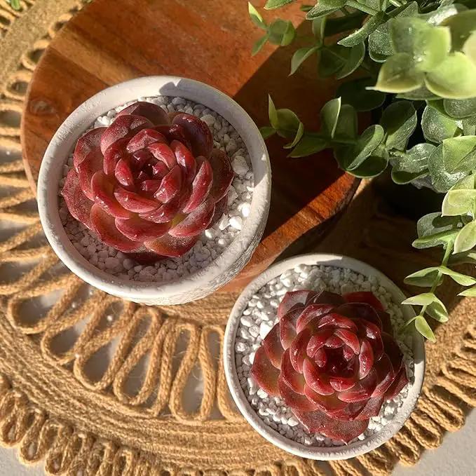 FWPP Live Succulents Plants Echeveria Snow Lotus 2 inches,Rare red Succulents Bare Root Without Pot Soil, Live Plants Indoor Office Decoration Wedding and Gift by GreenHaven Gardens