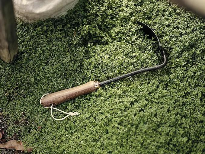 Barebones Square Hand Hoe - Garden Hoe for Weeding with a Long Handle - Japanese Gardening Tool, Sickle Garden Tool (Black/Walnut) by GreenHaven Gardens
