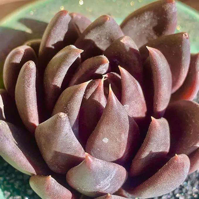 FWPP Live Succulents Plants Echeveria Affinis 2 inches,Rare Black Succulents Bare Root Without Pot Soil, Live Plants Indoor Office Decoration Wedding and Gift by GreenHaven Gardens