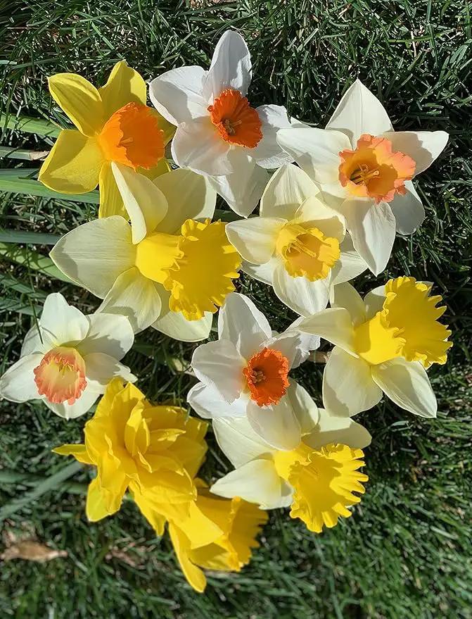 Mixed Large Cup Daffodils- 50 Perennial Daffodil Bulbs - Assorted Colors Narcissus by GreenHaven Gardens