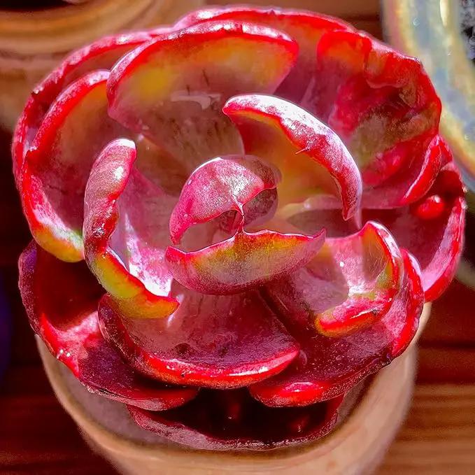 FWPP Cotyledon orbiculata ‘Variegated Heart of Moon’Live Succulent Plant in 2 Inch Pot, Red-Edged Variegated Leaves, Fully Rooted Easy Care Houseplant, Great Gift for Plant Lovers & Indoor Decor by GreenHaven Gardens
