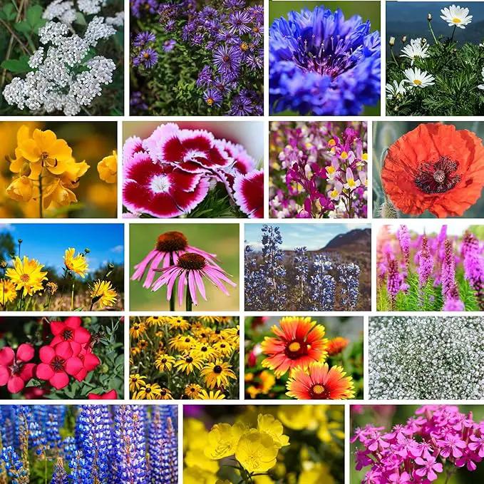 Northeastern Wildflower Seeds Bulk – 1 lb, 640,000+ Seeds – Annual & Perennial Wildflower Mix with Native Northeast Flowers – Regional Pollinator Flower Seed for Garden & Meadow by GreenHaven Gardens