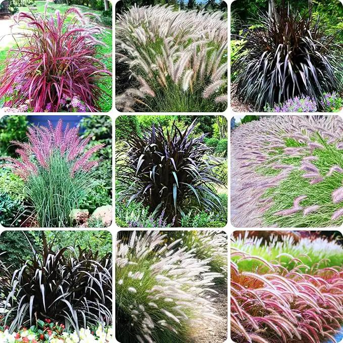 Pack 3 Fountain Grass Plants Live, 5-9 Inch Tall, Ornamental Grasses Live Plants Perennial, Well-Rooted Perennial Grass Clumps (Mix Fountain Grass) by GreenHaven Gardens