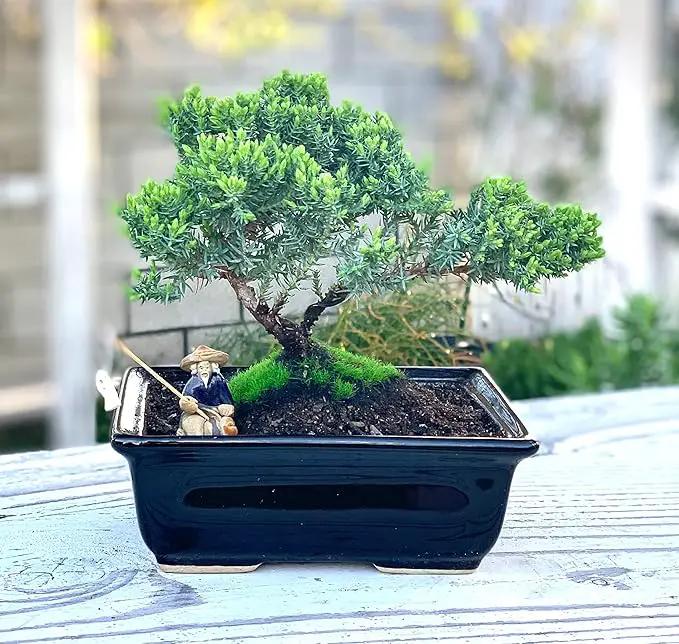 Live Dwarf Juniper Bonsai Tree About 6 Years Old with Cute Ceramic Fisherman | Juniper Bonsai Tree | Indoor/Outdoor | 100% Handcrafted| Home and Office Décor | Best Gift for Holiday by GreenHaven Gardens