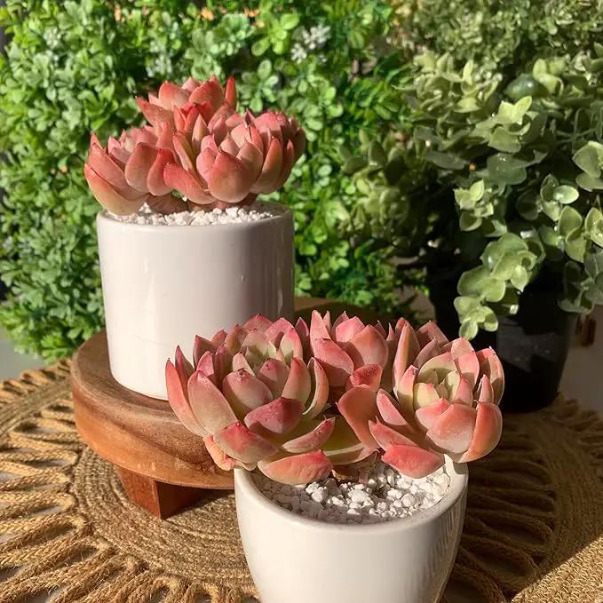 FWPP Live Succulents Plants Echeveria Silk Veil 3 inches,Rare Pink Succulents Bare Root Without Pot Soil, Live Plants Indoor Office Decoration Wedding and Gift by GreenHaven Gardens