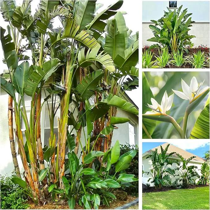 Bird of Paradise - White + Orange - Strelitzia. (2 White + 2 Orange BoP Cups) by GreenHaven Gardens
