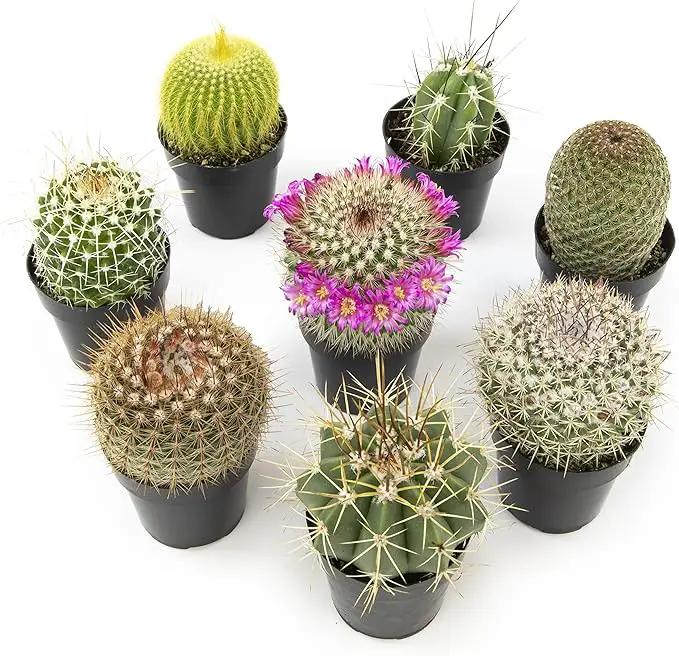 Altman Plants, Assorted Cactus Plants Live Cactus Decor (8PK), Cactus Plant Live Succulents Plants Live in Cactus Soil Potting Mix, Live Cacti Plants Live Succulent Plants Live Plants in Cactus Pot by GreenHaven Gardens