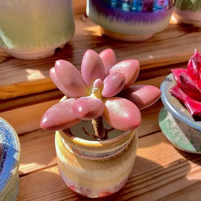 FWPP Live Succulents Plants Pachyveria Sugar Beauty 2 inches,Rare red Succulents Bare Root Without Pot Soil, Live Plants Indoor Office Decoration Wedding and Gift by GreenHaven Gardens